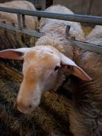 Friese melkschaap ram, Dieren en Toebehoren, Schapen, Geiten en Varkens, Mannelijk, Schaap, 0 tot 2 jaar