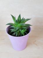 Leuke vet plant, Huis en Inrichting, Kamerplanten, Ophalen of Verzenden, Overige soorten, Minder dan 100 cm