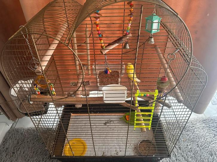 Poppetje met toebehoren, Dieren en Toebehoren, Vogels | Overige Vogels, Tropenvogel, Vrouwelijk, Tam, Geringd