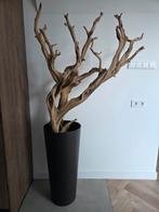 Ghostwood takken met pot, Ophalen of Verzenden