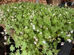 Tuingeranium Macrorhizum wintervaste bodembedekker, Tuin en Terras, Ophalen of Verzenden, Zomer, Bodembedekkers, Halfschaduw