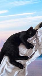 Balou zoekt een goud mandje, Dieren en Toebehoren, Ophalen