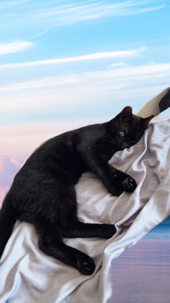 Balou zoekt een goud mandje, Dieren en Toebehoren, Katten-accessoires, Ophalen