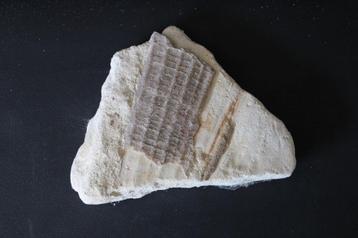 Pinna cretacea Boven-Krijt beschikbaar voor biedingen