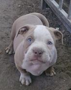 Bully pups nest, Ophalen of Verzenden, Nieuw, Hond of Kat, Opgezet dier