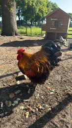 Orpington haan, Dieren en Toebehoren, Pluimvee, Mannelijk, Kip