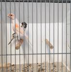 Koppels harlekijn kanaries, Meerdere dieren, Kleurkanarie