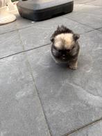 Pomeriaan teef, Dieren en Toebehoren, Honden | Poolhonden, Keeshonden en Oertypen, Rabiës (hondsdolheid), Overige rassen, 8 tot 15 weken