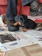 Kleine dwerg/kaninchen teckel pup MET STAMBOOM, Reu, CDV (hondenziekte), 8 tot 15 weken, Korthaar