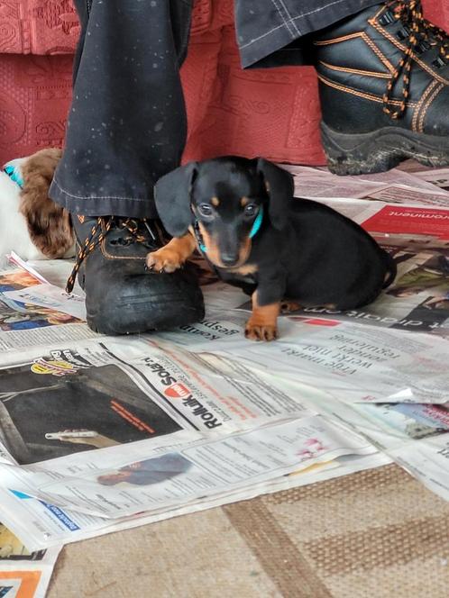 Kleine dwerg/kaninchen teckel pup MET STAMBOOM, Dieren en Toebehoren, Honden | Teckels en Dashonden, Reu, Korthaar, Dwerg, Fokker | Hobbymatig