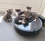 9 lieve kittens uit 2 nestjes te koop