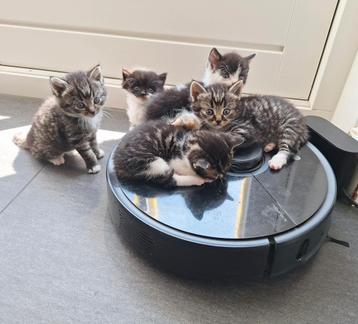 9 lieve kittens uit 2 nestjes te koop beschikbaar voor biedingen