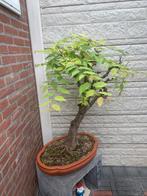 Bonsai, Tuin en Terras, Ophalen, Bloeit niet, Halfschaduw, Overige soorten