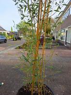 Prachtige Phyllostachys aurea bamboe, 5 mtr hoog in kuip, Tuin en Terras, Planten | Bomen, Overige soorten, Bloeit niet, Ophalen