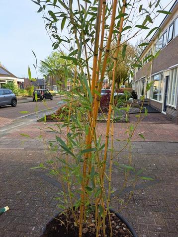 Prachtige Phyllostachys aurea bamboe, 5 mtr hoog in kuip