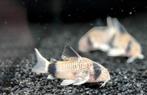 Corydoras panda, Dieren en Toebehoren, Vis