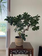 Bonsai kamerplant ficus Ginseng 73cm hoog, Ophalen, Ficus, Halfschaduw, In pot