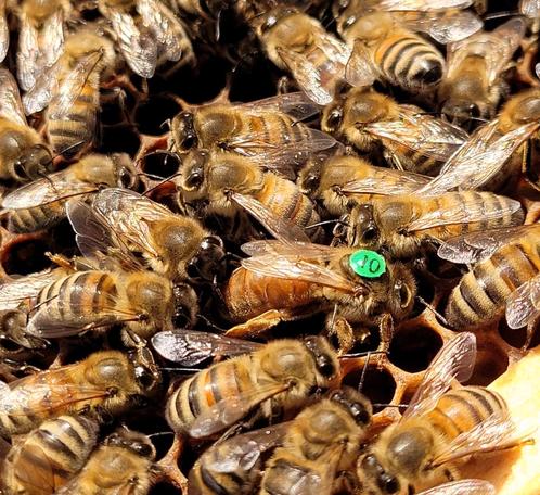 Buckfast koninginnen - leggend en direct beschikbaar, Dieren en Toebehoren, Insecten en Spinnen, Bijen