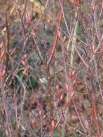 Myrica gale Wilde gagel geurt aromatisch(kruiden bier), Overige soorten, Volle zon, Vaste plant, Ophalen of Verzenden