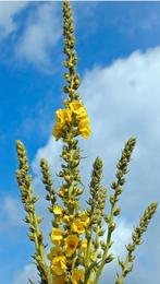 Zaden van tuinplanten, bloemen. Makkelijk te kweken, Tuin en Terras, Ophalen of Verzenden, Volle zon