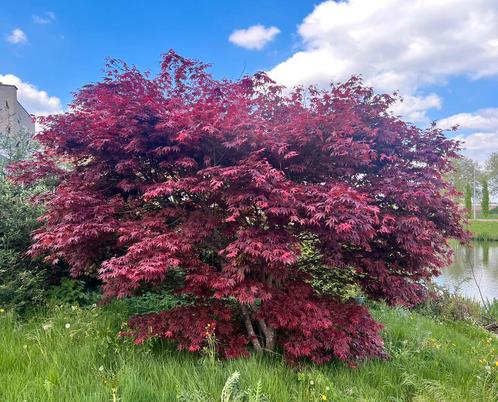 Imposante Japanse Esdoorn – Pure Klasse voor je tuin!, Tuin en Terras, Planten | Bomen, 250 tot 400 cm, Ophalen