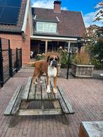 5 Sterren huisje gezocht voor onze Boxer Dame ! Met Stamboom, Dieren en Toebehoren, Honden | Chihuahua's en Gezelschapshonden