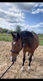 Lieve E-pony te koop, Dieren en Toebehoren, Pony's, Springpony, E pony (1.48m - 1.57m), 7 tot 10 jaar, Ruin