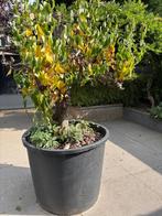 Gratis perenboom en grote pot, Tuin en Terras, Planten | Bomen, Overige soorten, 100 tot 250 cm, Zomer, Ophalen