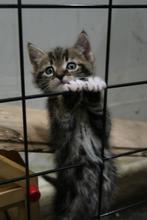 Twee mannetjes kittens zoeken een huisje❤️, Kater