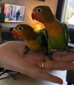 Jonge Agapornis Fisscheri, Dieren en Toebehoren, Geslacht onbekend, Dwergpapegaai of Agapornis, Tam