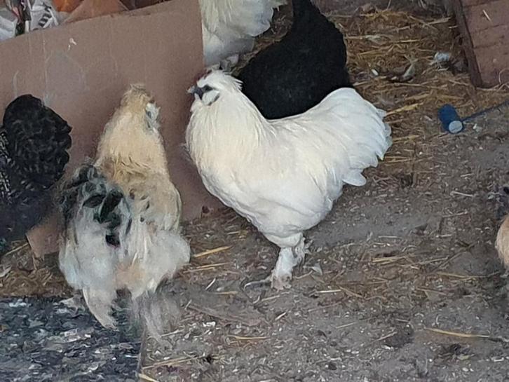 Hanen, Dieren en Toebehoren, Pluimvee, Kip, Mannelijk