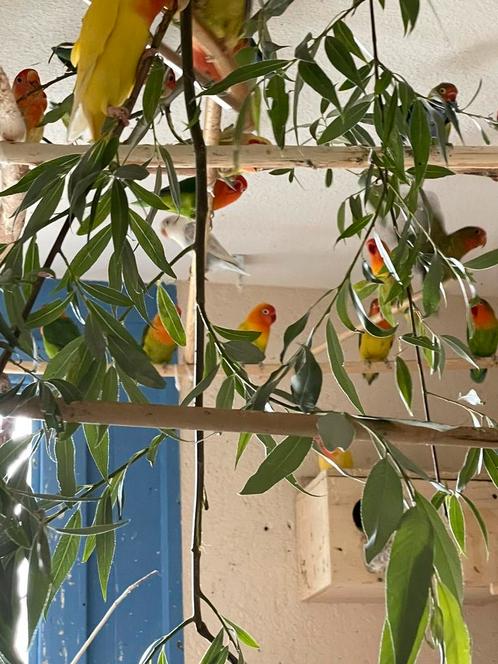Prachtige Hand Tamme Agapornis Dwergpapegaai Diverse Kleuren, Dieren en Toebehoren, Vogels | Parkieten en Papegaaien, Dwergpapegaai of Agapornis