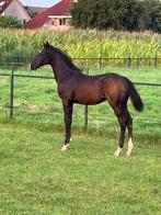 Te koop zwart hengst veulen, Dieren en Toebehoren, Paarden, Hengst, Niet van toepassing, Minder dan 160 cm, 0 tot 2 jaar