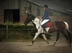 Verzorg paardje gezocht bijrijder aangeboden, Dieren en Toebehoren, Ophalen of Verzenden, Nieuw