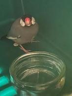 Rijstvogel, Dieren en Toebehoren