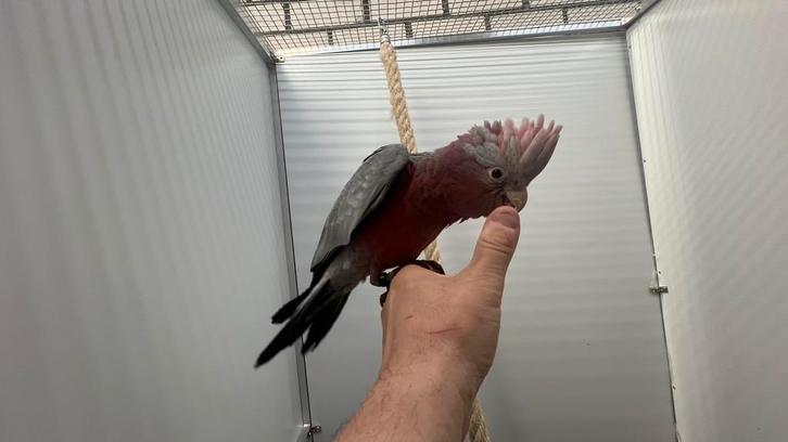 Süper tamme Roze Kaketoe 2025, Dieren en Toebehoren, Vogels | Parkieten en Papegaaien, Papegaai, Meerdere dieren, Pratend, Tam