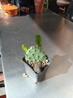 opuntia, Volle zon, Vaste plant, Zomer, Ophalen