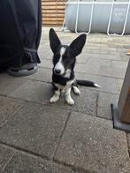 Welsh Corgi Cardigan ( Chanel ), Dieren en Toebehoren, 15 weken tot 1 jaar, CDV (hondenziekte), Teef, Eén hond