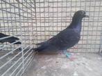 TENTOONSTELLING KOOIEN, Dieren en Toebehoren, Vogels | Duiven, Meerdere dieren, Postduif