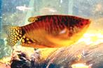 Goudgourami, Dieren en Toebehoren, Vissen | Aquariumvissen, Vis