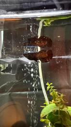 Siamese kempvis BETTA SPLENDID FEMALE, Dieren en Toebehoren, Vis