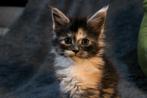 Maine Coon met stamboom en twee jaar garantie!, Dieren en Toebehoren, Katten en Kittens | Raskatten | Langhaar, Meerdere dieren