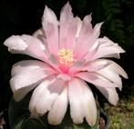 cactus - Gymnocalycium horstii, Ophalen of Verzenden, Cactus, Volle zon, Minder dan 100 cm