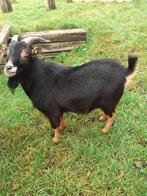 Dekbok, Dieren en Toebehoren, Mannelijk, Geit, 0 tot 2 jaar