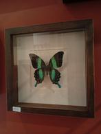 Prachtige insecten en vlinders in lijsten - taxidermie, Ophalen, Nieuw, Insect, Opgezet dier