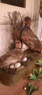 Opgezette Patrijzen met Eieren, Ophalen of Verzenden