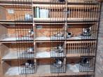 Broedhokken met hangrekken, Dieren en Toebehoren, Vogels | Duiven, Meerdere dieren, Postduif