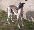 Mix reu Aico 2jr ter adoptie, Reu, 1 tot 2 jaar, Groot, Eén hond
