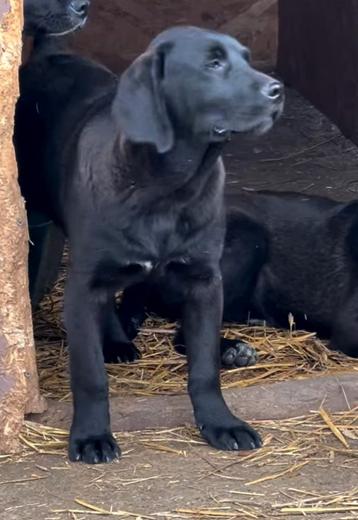 2 labradors ter adoptie  beschikbaar voor biedingen
