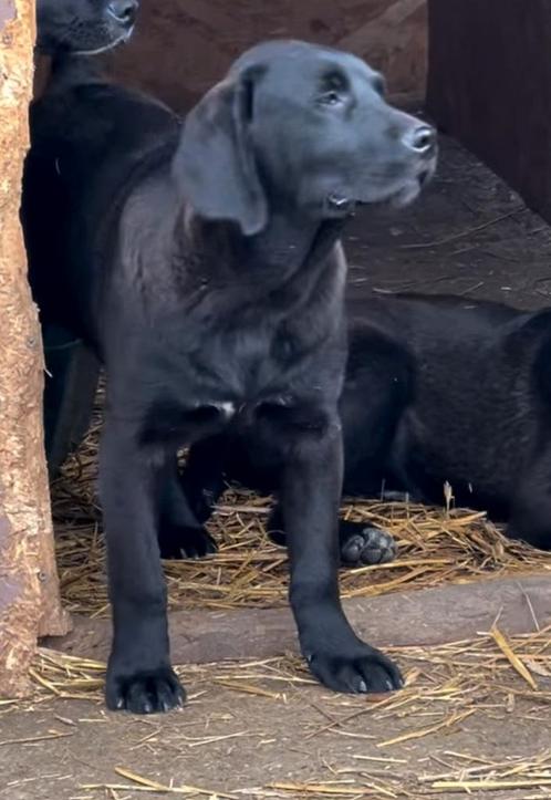 2 labradors ter adoptie, Dieren en Toebehoren, Honden | Niet-rashonden, Middel, Meerdere dieren, Particulier, Meerdere, Buitenland